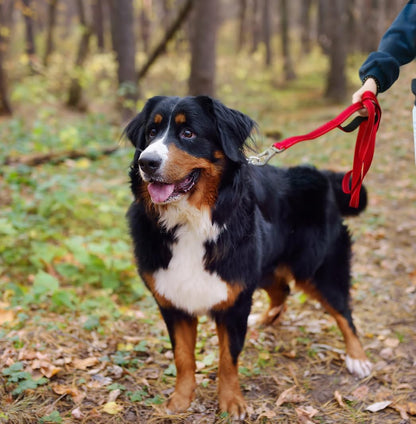4FT 1IN Heavy Duty Dog Leash for Large Dogs with 2 Padded Handles