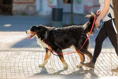 4FT 1IN Heavy Duty Dog Leash for Large Dogs with 2 Padded Handles